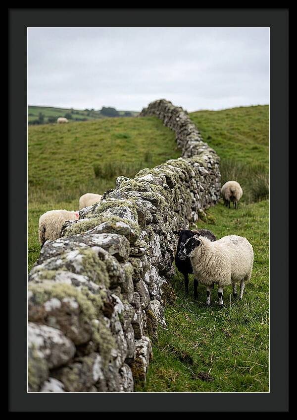 Farm Life Among Stone Walls