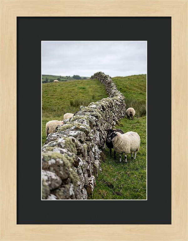 Farm Life Among Stone Walls
