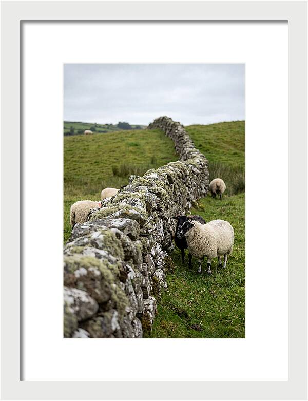 Farm Life Among Stone Walls