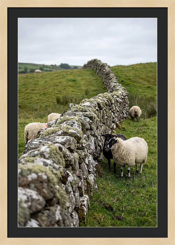 Farm Life Among Stone Walls