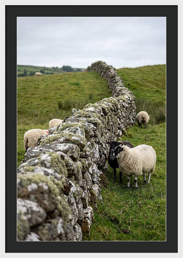 Farm Life Among Stone Walls