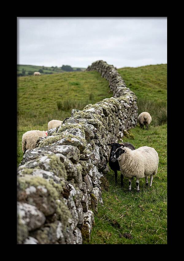 Farm Life Among Stone Walls