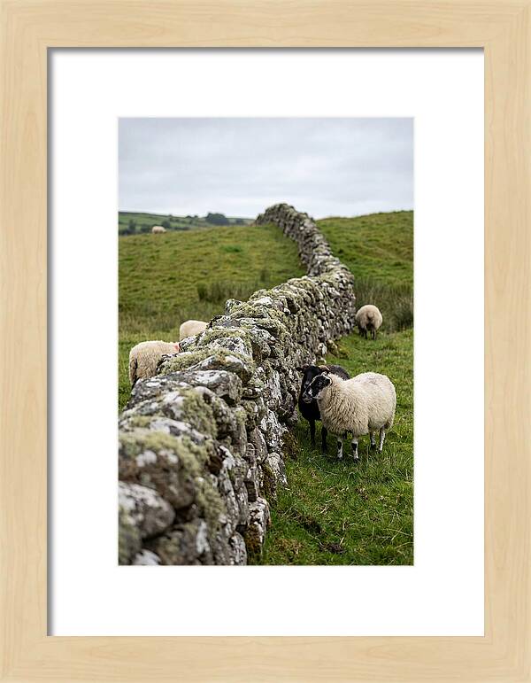 Farm Life Among Stone Walls