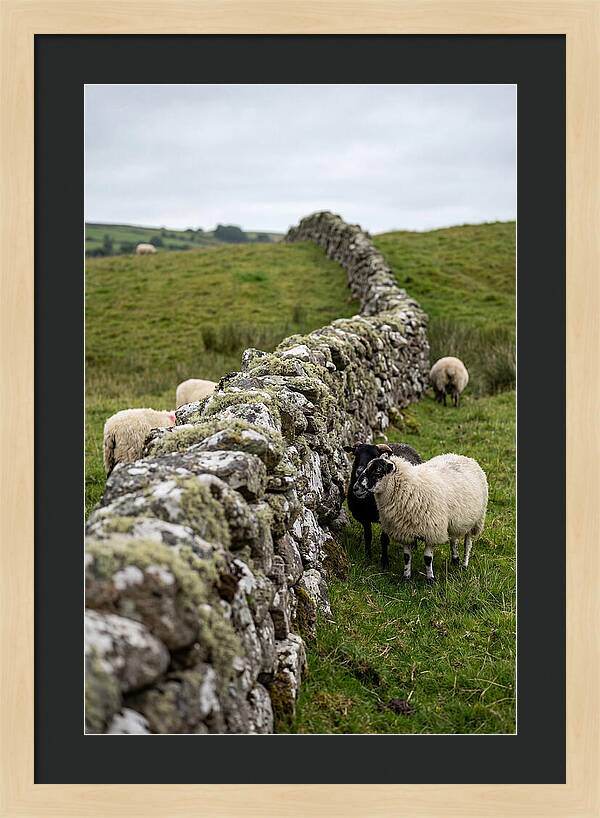 Farm Life Among Stone Walls