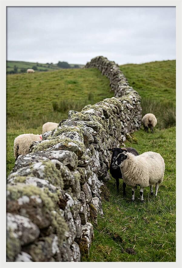 Farm Life Among Stone Walls