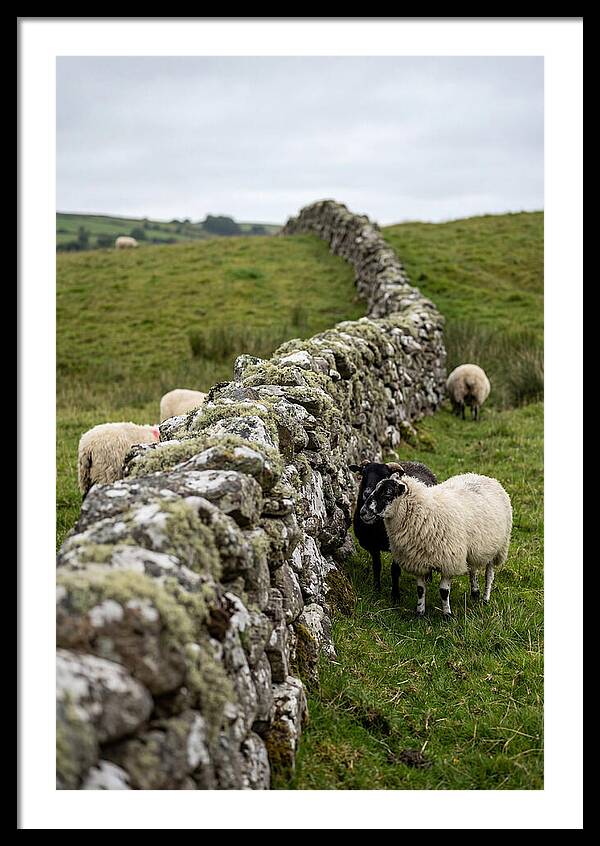 Farm Life Among Stone Walls