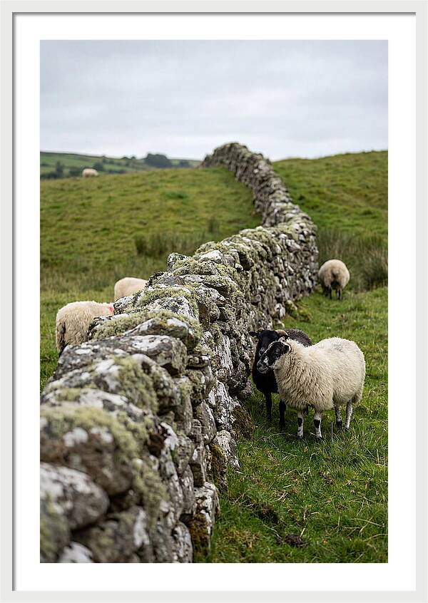Farm Life Among Stone Walls