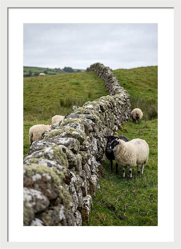 Farm Life Among Stone Walls