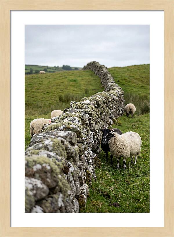 Farm Life Among Stone Walls