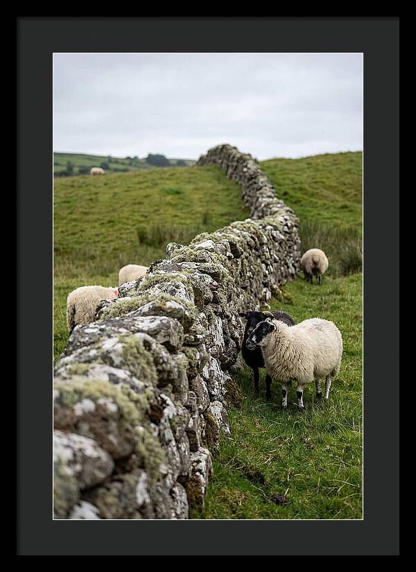 Farm Life Among Stone Walls