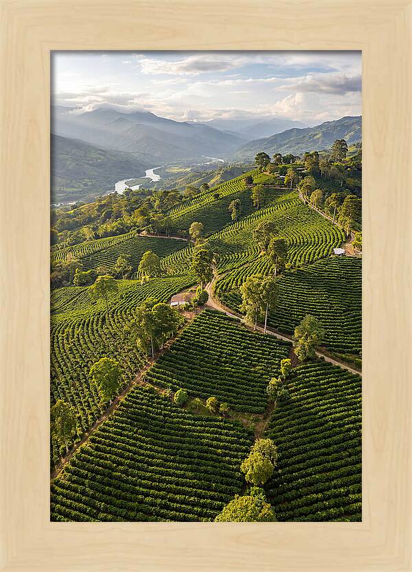 Farm Life In Colombia