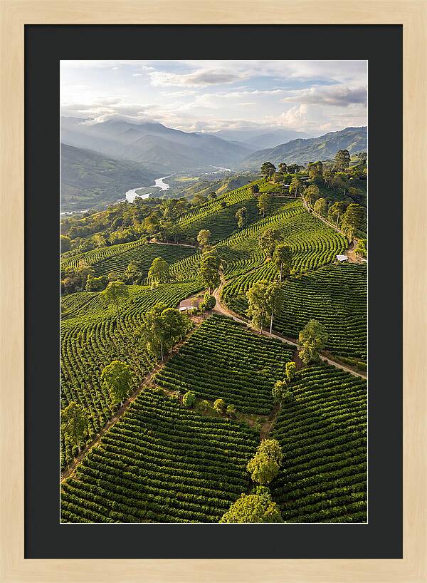 Farm Life In Colombia