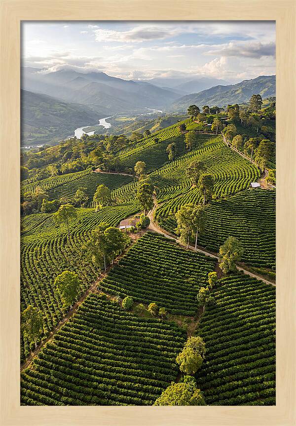 Farm Life In Colombia