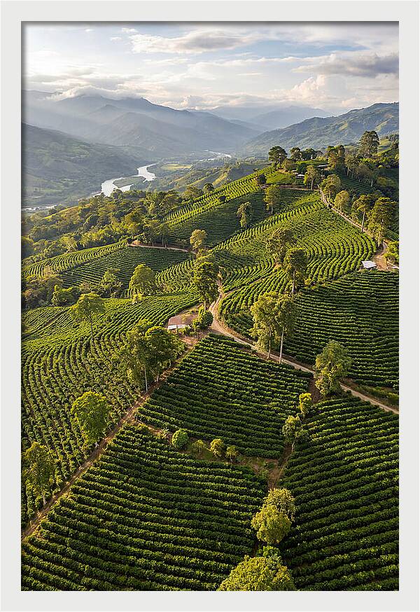 Farm Life In Colombia