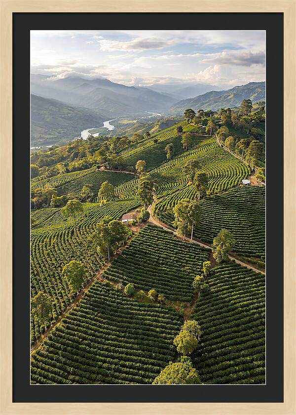 Farm Life In Colombia