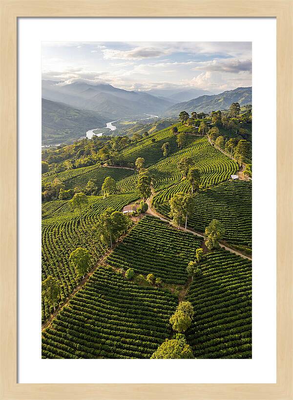 Farm Life In Colombia