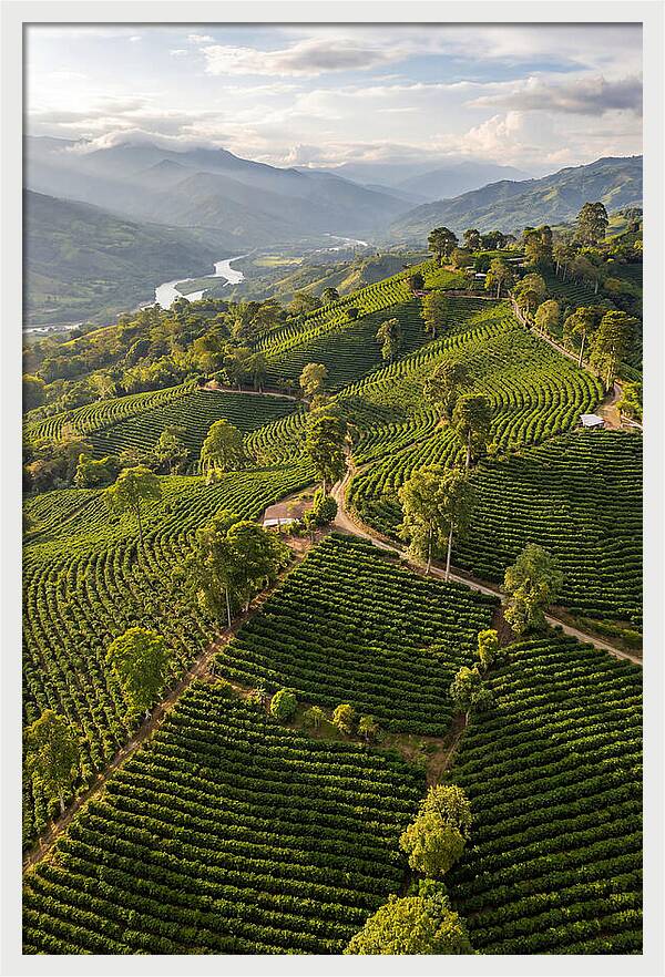 Farm Life In Colombia