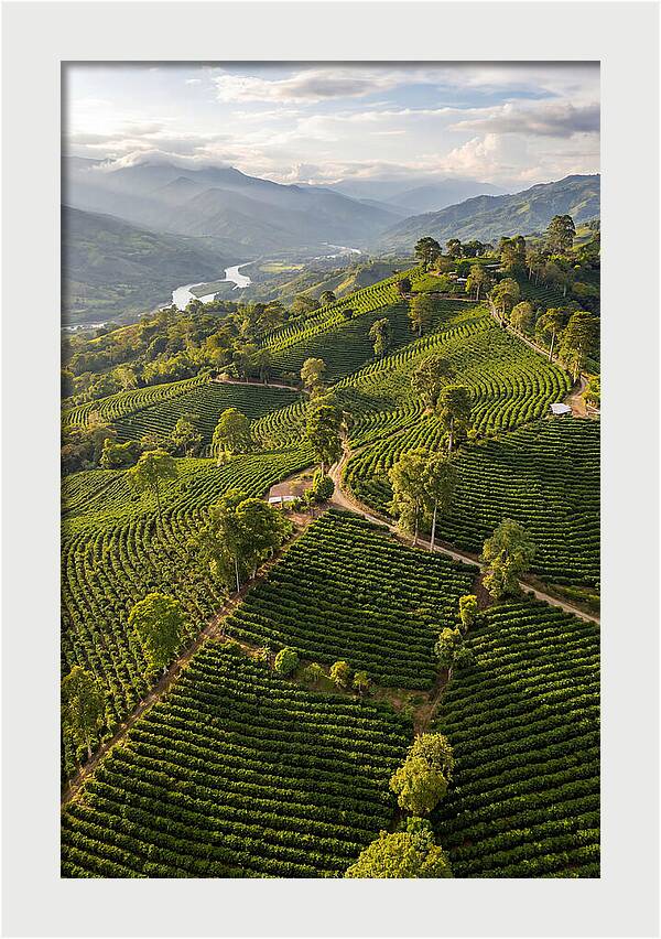 Farm Life In Colombia