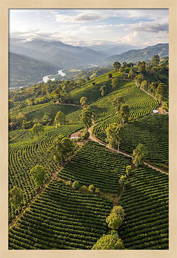 Farm Life In Colombia