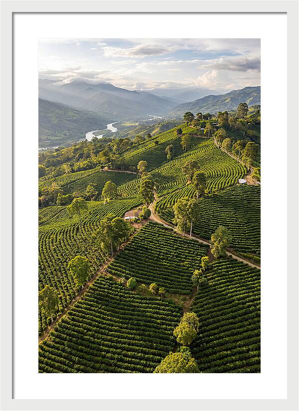 Farm Life In Colombia