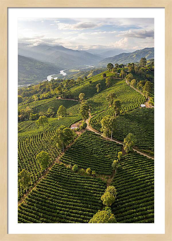 Farm Life In Colombia