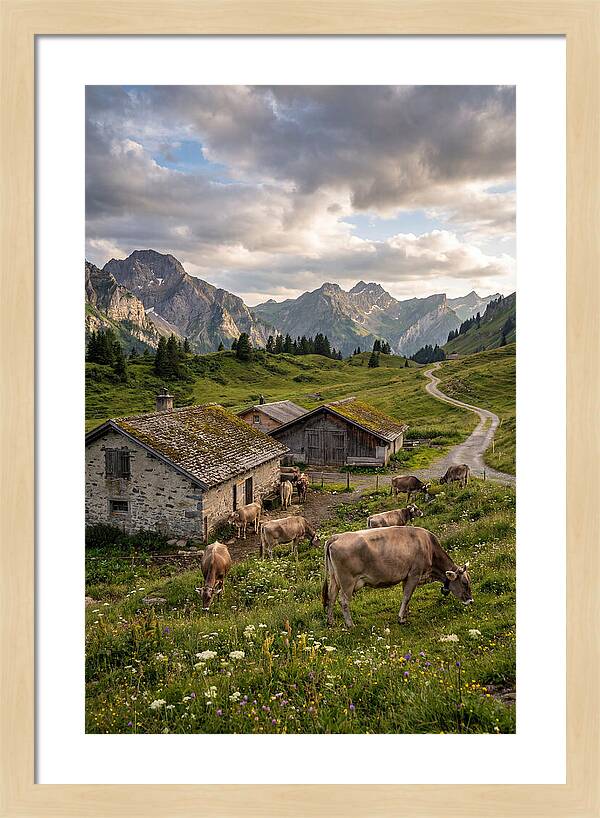 Farm Life In The Alps