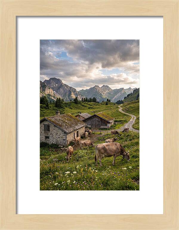 Farm Life In The Alps