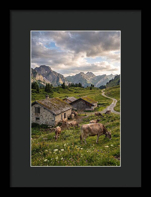 Farm Life In The Alps