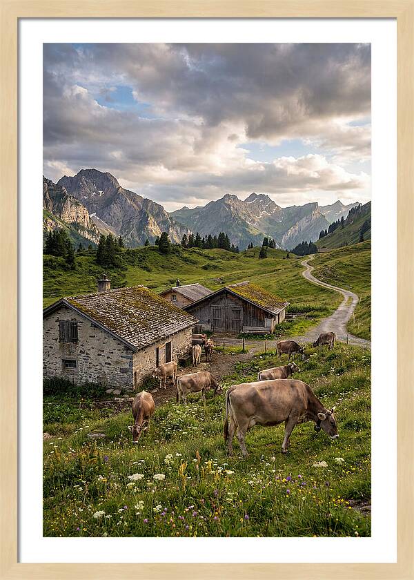 Farm Life In The Alps