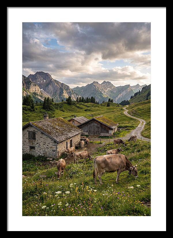 Farm Life In The Alps