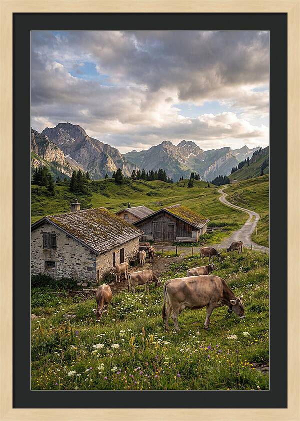 Farm Life In The Alps