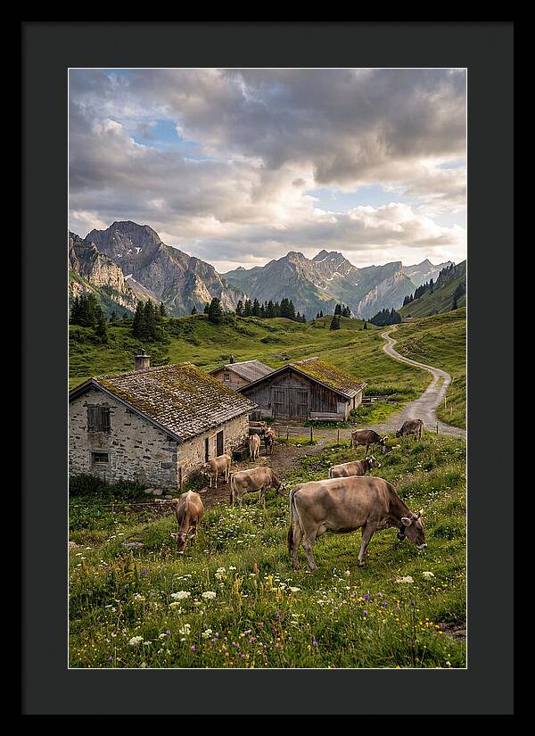 Farm Life In The Alps