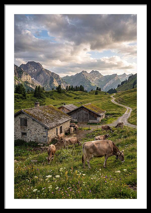 Farm Life In The Alps
