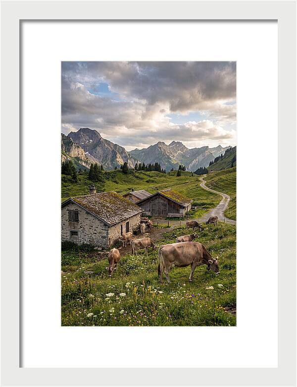 Farm Life In The Alps