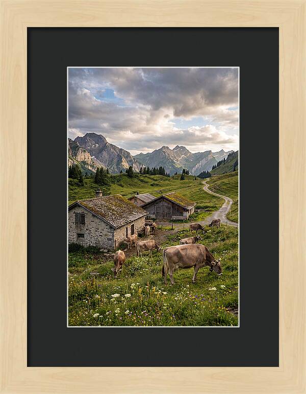Farm Life In The Alps