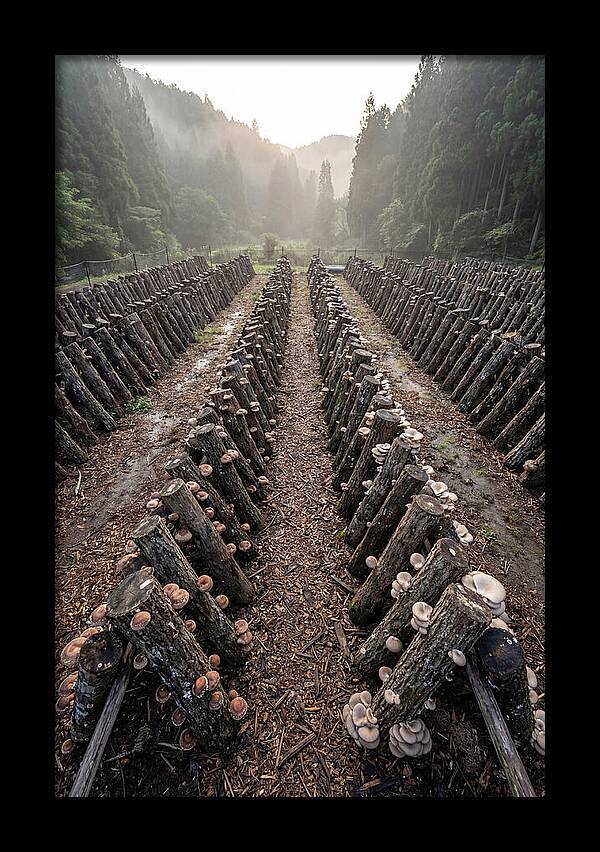 Farm Mushroom Cultivation