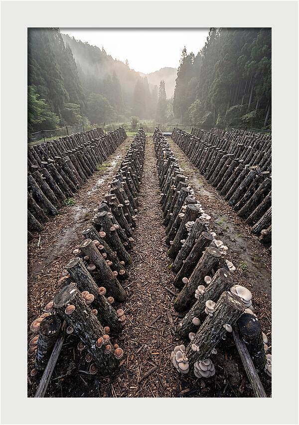 Farm Mushroom Cultivation