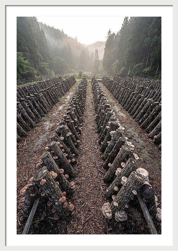 Farm Mushroom Cultivation