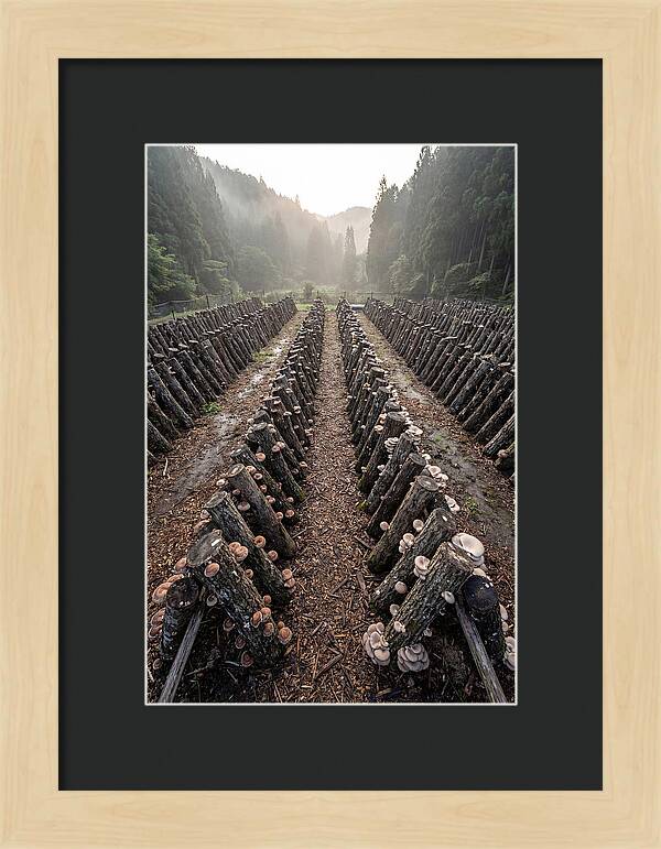 Farm Mushroom Cultivation