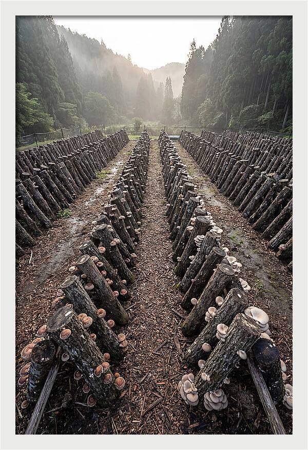 Farm Mushroom Cultivation