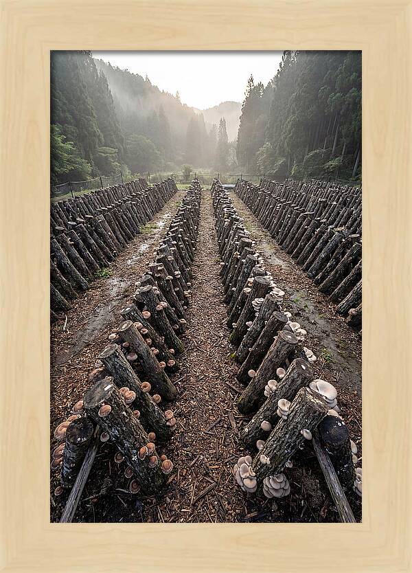Farm Mushroom Cultivation