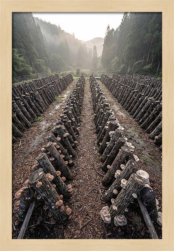 Farm Mushroom Cultivation