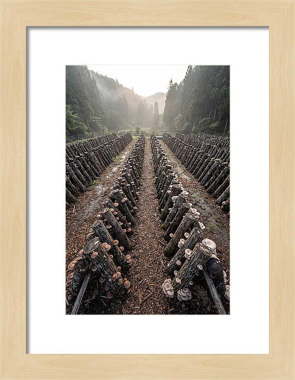 Farm Mushroom Cultivation