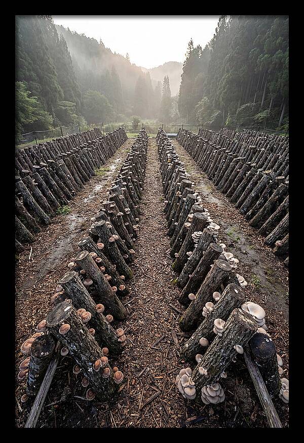 Farm Mushroom Cultivation