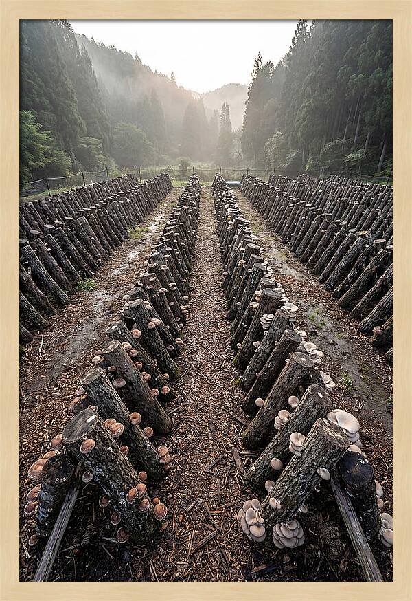 Farm Mushroom Cultivation