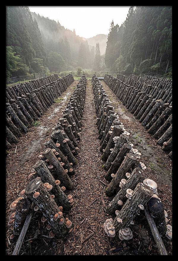 Farm Mushroom Cultivation