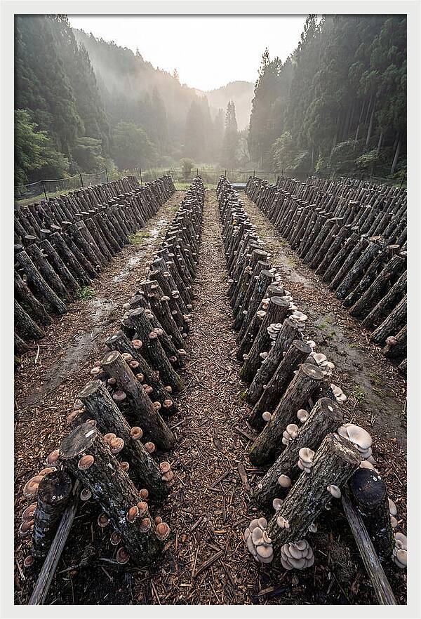 Farm Mushroom Cultivation