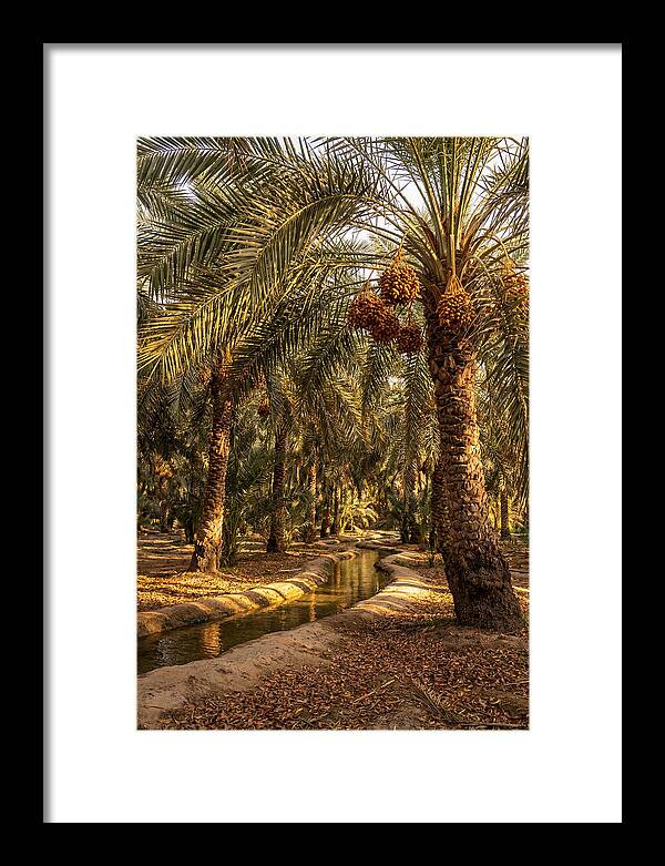 Farm Oasis Serenity