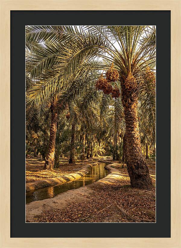 Farm Oasis Serenity