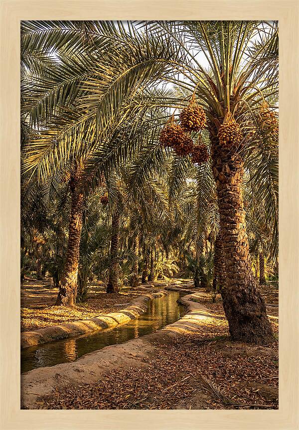 Farm Oasis Serenity